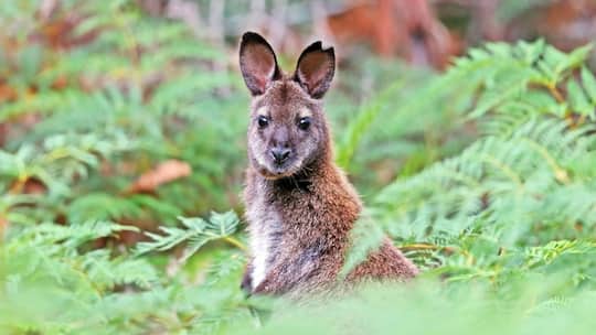 Bennett-Kaenguru, Bennettkaenguru, Bennett-Wallaby, Bennettwallaby, Rotnacken-Wallaby, Rotnackenwallaby Macropus rufogriseus, Wallabia rufogrisea, Australien, Tasmanien, Bruny Island Red-necked wallaby, Bennett s Wallaby Macropus rufogriseus, Wallabi…