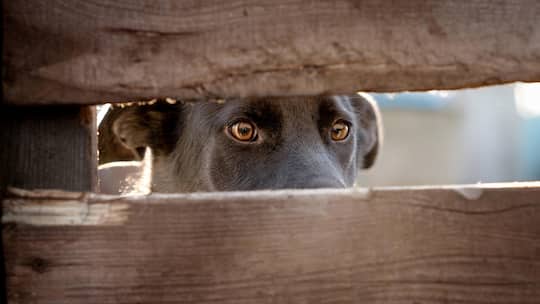 Frightened dog eyes. The head of the dog visible from behind the boards. The dog is watching what is behind the wooden fence. Outdoor photo
1335991028