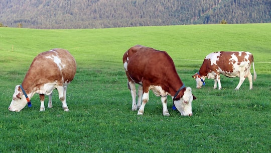 A herd of cows with GPS transmitters. Dairy cows with GPS collars
imago509587704