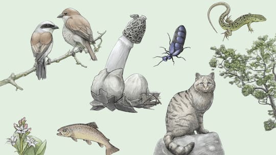 Tier des Jahres, Pflanze des Jahres, Baum des Jahres & Co.: Die vergessenen Stars von 2020