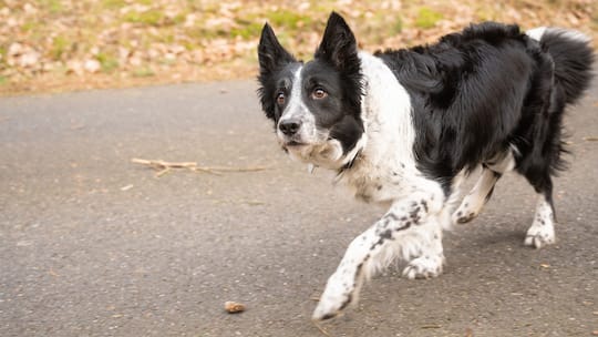 Hund auf der Hut im Wald. Nach Corona hat die Hundedichte in der Schweiz deutlich zugenommen. Das führt zu mehr Konflikten zwischen den Vierbeinern. So verhalten Sie sich richtig.