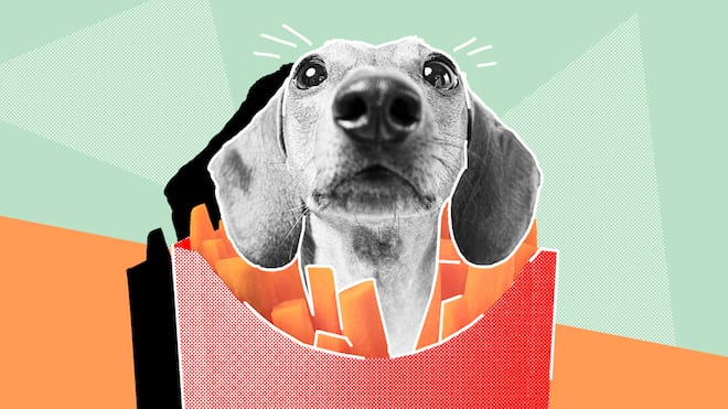 Darf ich meinen Hund essen? Ein Hundekopf in einer Pommestüte vor hellgrünem Hintergrund. Rechtliche Fragen rund um Haustiere.