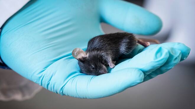 Die Hälfte stirbt vor dem Tierversuch Mit Kohlendioxid vergast: eine Black-Six-Maus aus Doron Shmerlings Tiefkühltruhe