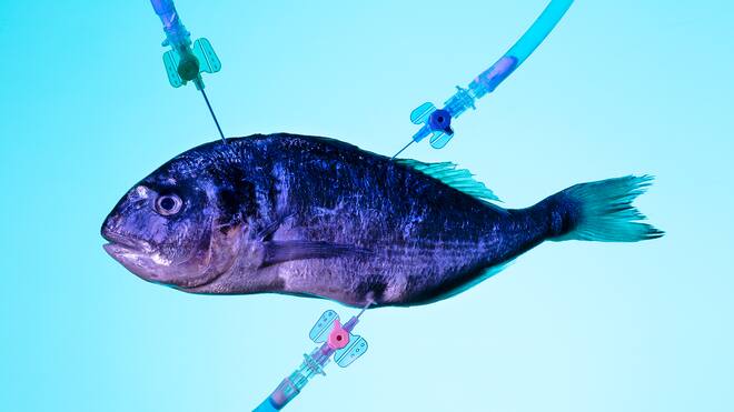 Im Labor wird gerade das Essen neu erfunden Laborfisch