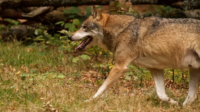 Was sich beim Wolfsschutz ändert Wolf unterwegs im Wald