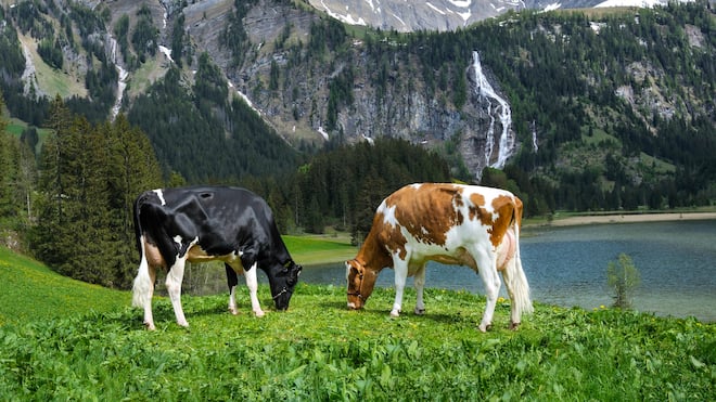 Das Idyll trügt Die Schweizer Milch fliesst nur, weil jährlich eine halbe Million Kälbchen geboren werden. Stierkälber sind nicht immer willkommen – und sterben auffällig oft.