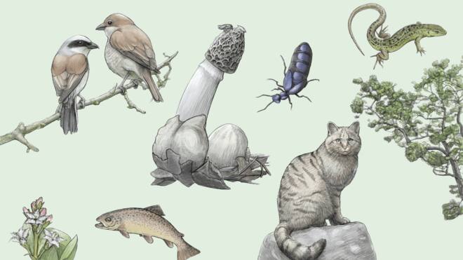 Die vergessenen Stars von 2020 Tier des Jahres, Pflanze des Jahres, Baum des Jahres & Co.: Die vergessenen Stars von 2020