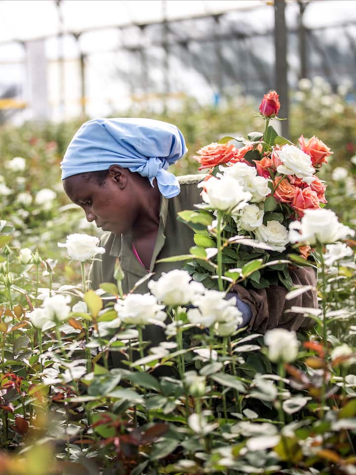 Kenia, Naivasha - Eine Arbeiterin schneidet Rosen in einer Rosenfarm in Naivasha; Damit wir Rosen verschenken können, schuften in Kenia Zehntausende in giftigen Gewächshäusern. Das Fairtrade-Label hilft ihnen kaum.