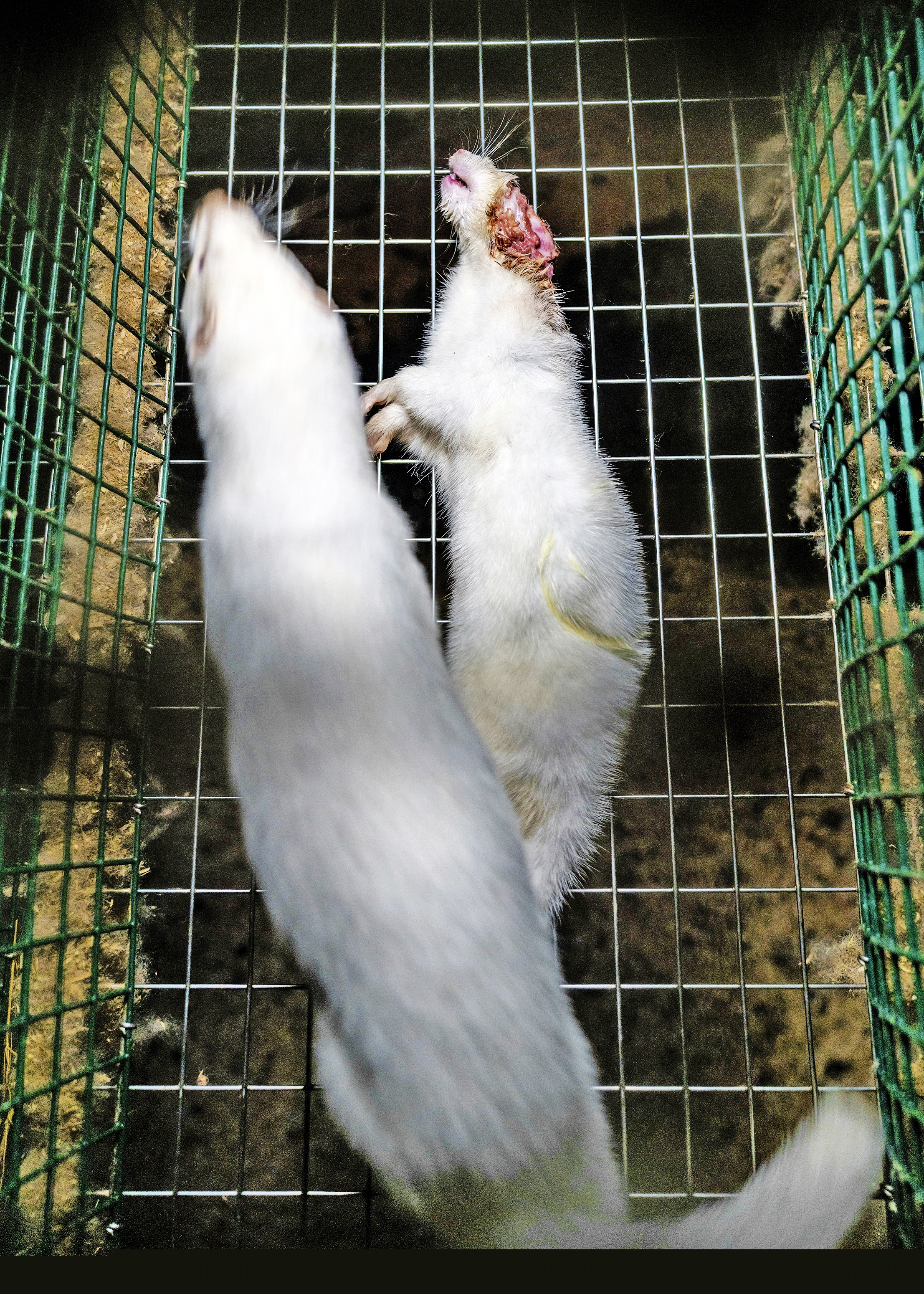 Nerze im Käfig