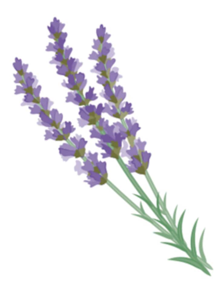 Lavendel