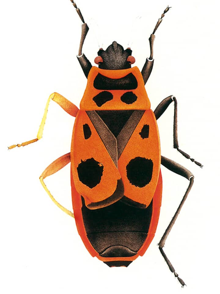 Mit Wanzen gegen AKWs