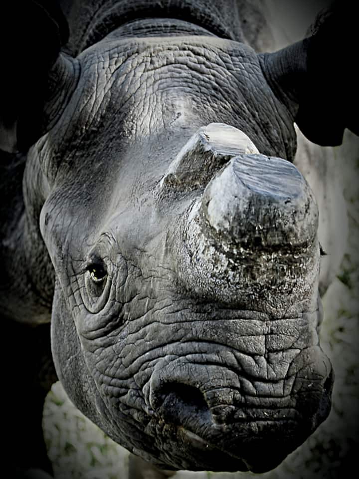 Für eine Handvoll Horn