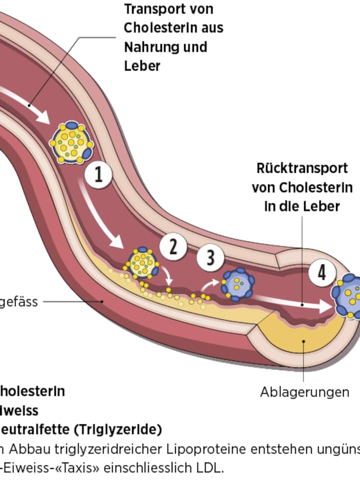 Die Grafik zeigt, wozu Cholesterin notwendig ist.