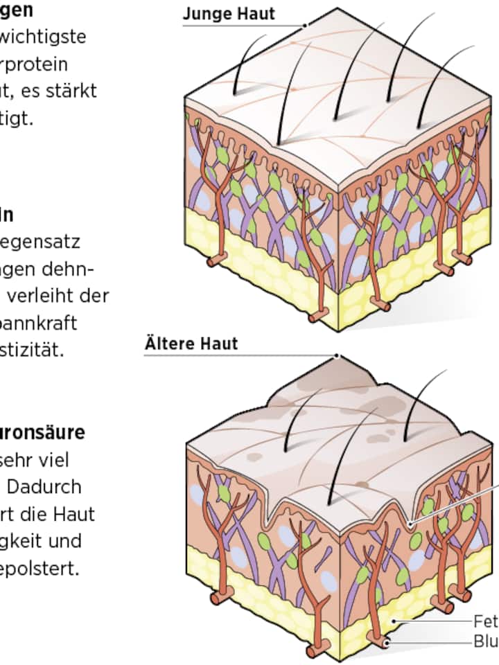 Grafische Darstellung, wie die Haut altert.