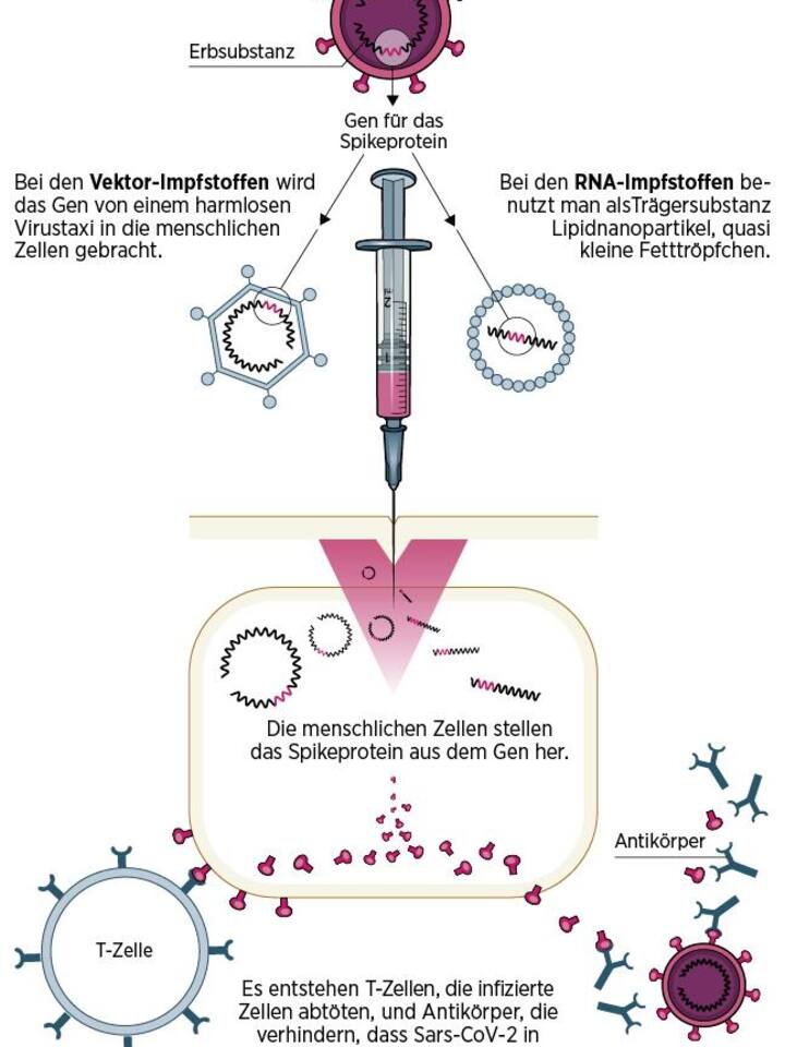 Grafische Darstellung, wie der RNA-Impfstoff funktioniert.