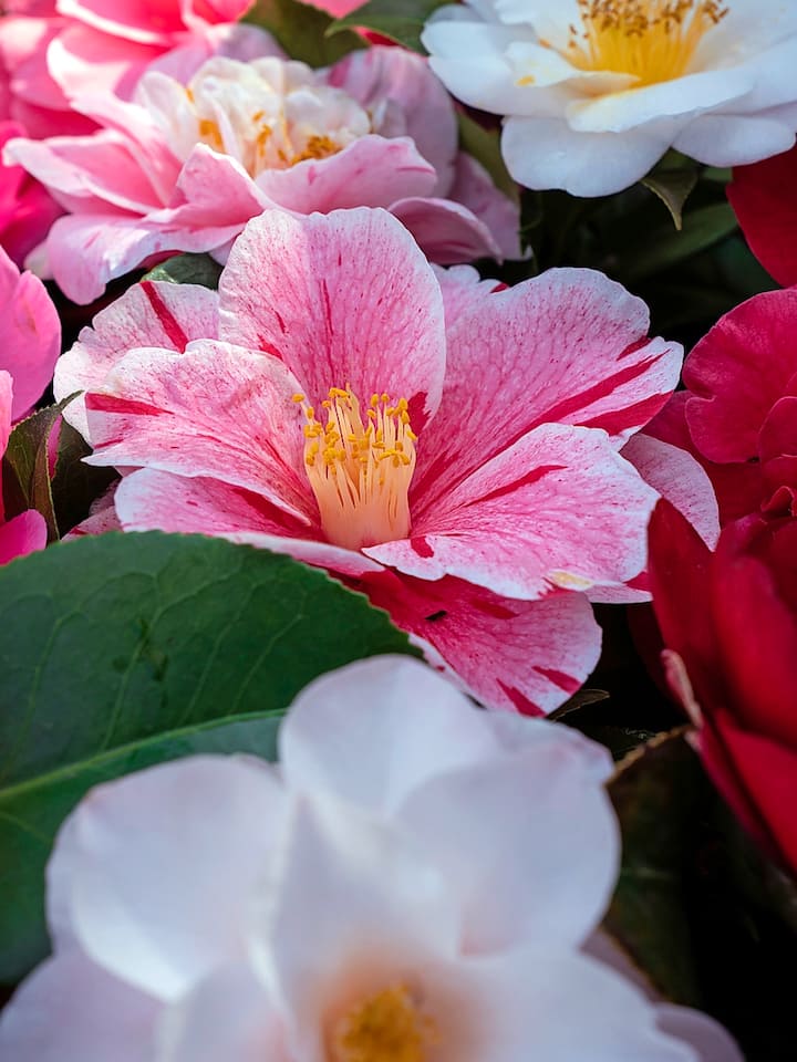 Kamelien im Botanischen Garten von Gambarogno