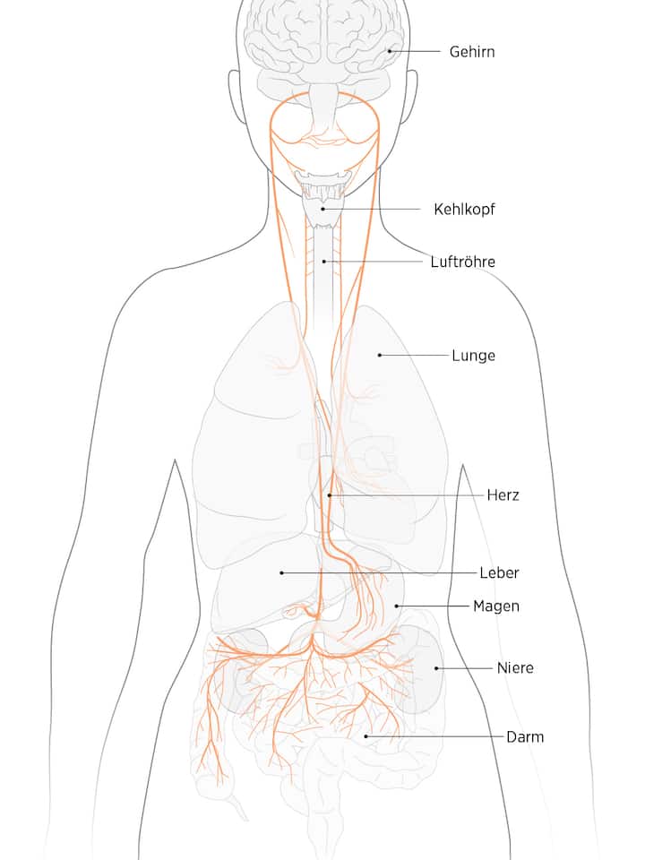 Illustration Vagusnerv