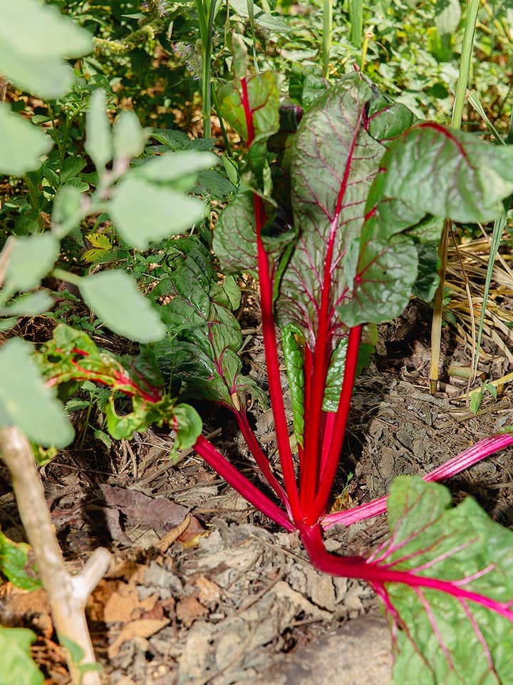 Brombeeren oder Krautstiel: An jeder Ecke gibts etwas zum Pflücken und Bestaunen.