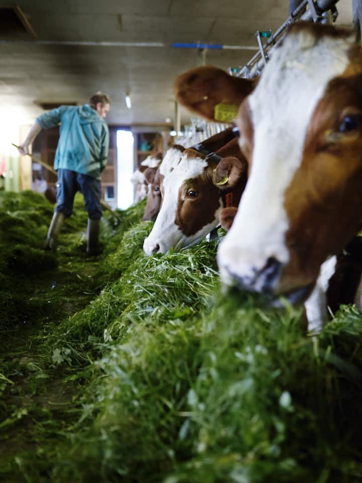 Blauer Schimmel – zum Schmelzen gut