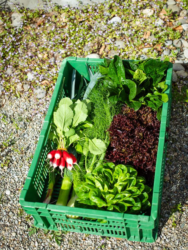 Ein Harrass voller Gemüse - Wie holt man möglichst viel aus seinem Garten raus, ohne der Natur zu schaden? Gärtner Gabriel Köppel verrät Tipps fürs maximale Gartenglück