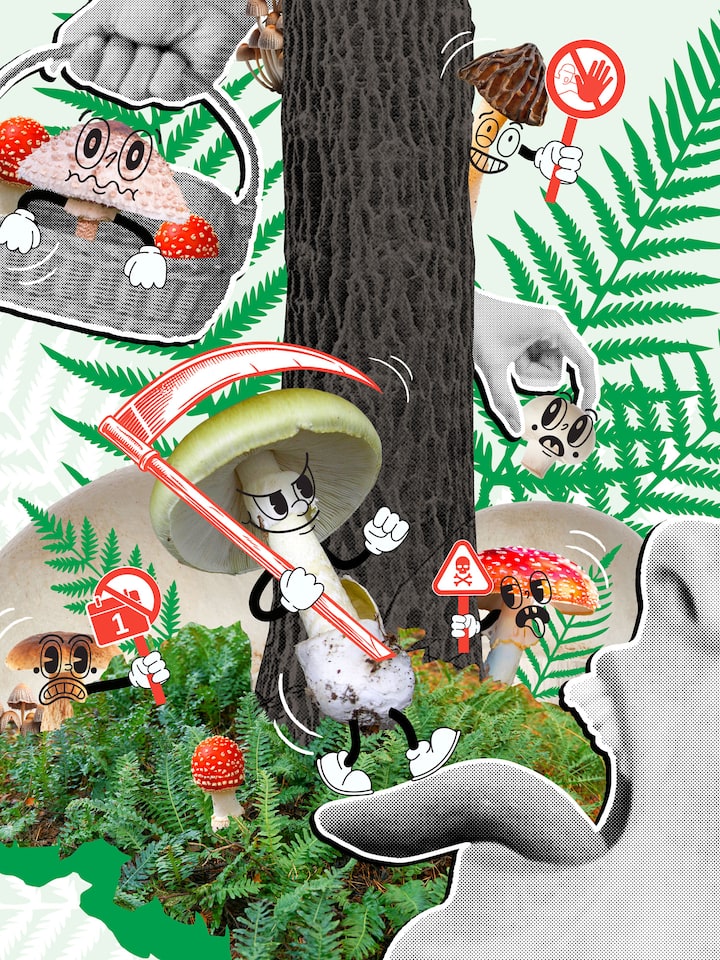 Eine Illustration zeigt lebendige Pilze, die im Wald spazieren, von Menschen gegessen oder im Korb gesammelt werden. Was rechtlich gilt in der Schweiz beim Pilzesammeln.