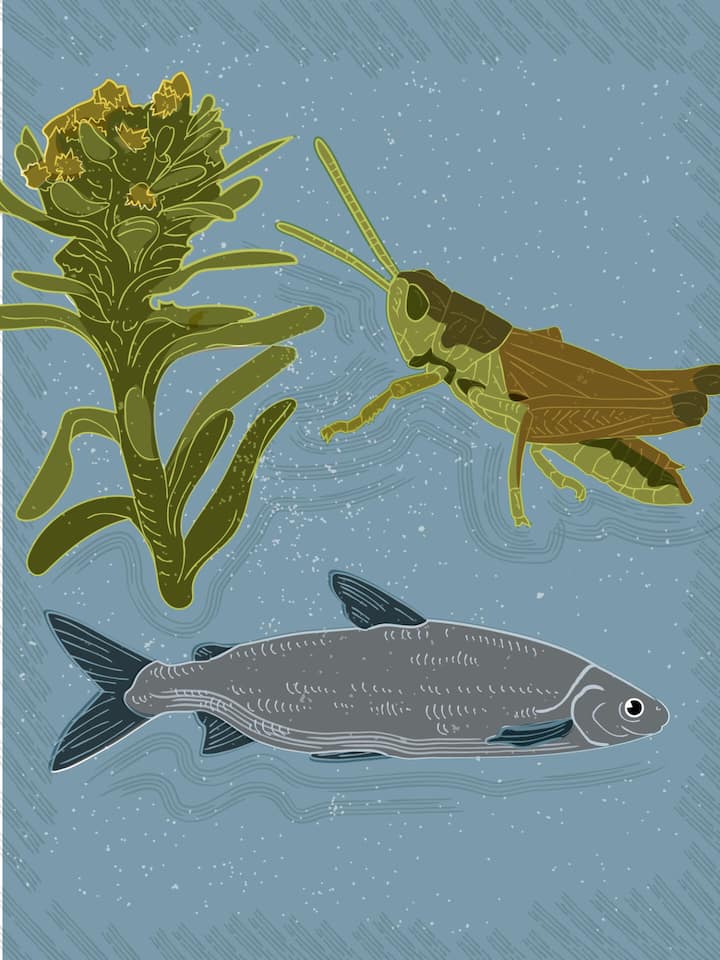 Tiere und Pflanzen kümmern sich nicht um Landesgrenzen.Und doch gibt es auch unter ihnen solche, die man als waschechte Schweizer bezeichnen könnte: Arten, die nur hier vorkommen.