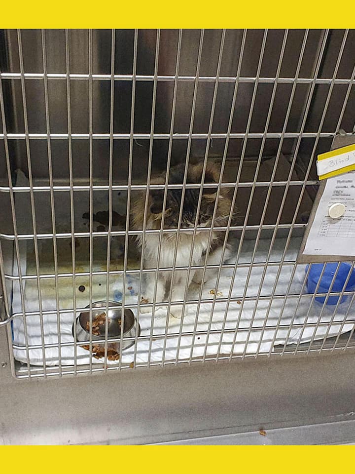 Screenshot Missstände am Tierspital Zürich
Katze im verschmutzten Käfig: Solche Bilder lassen den Verdacht auf Vernachlässigung aufkommen.
Quelle: Privat