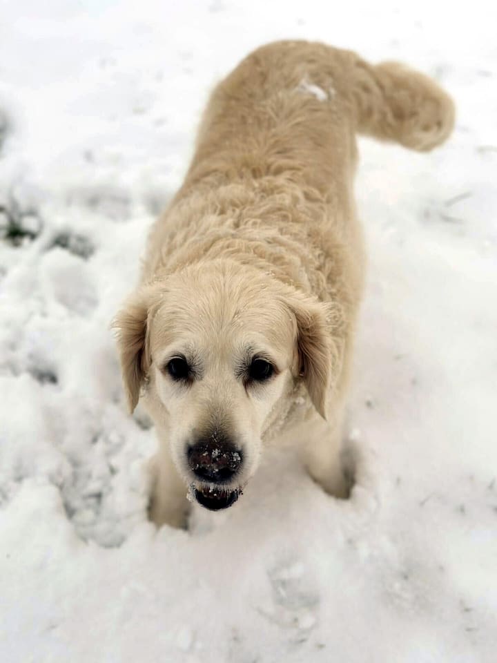 Hund "Gümüsch" von Ütopya