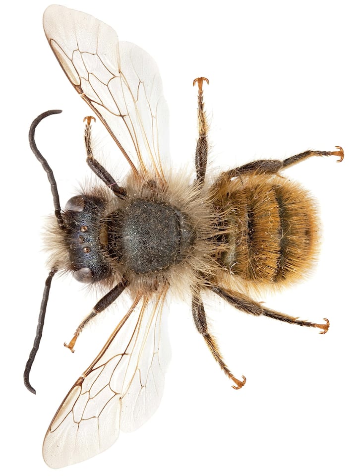 DTG8E3 Osmia rufa, Red Mason Bee