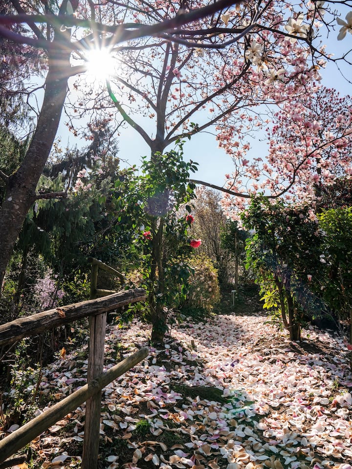 Magnolien im Botanischen Garten von Gambarogno