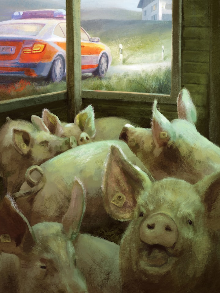 Wenn Schweinegestank zur täglichen Tortur wird Schweine im Stall