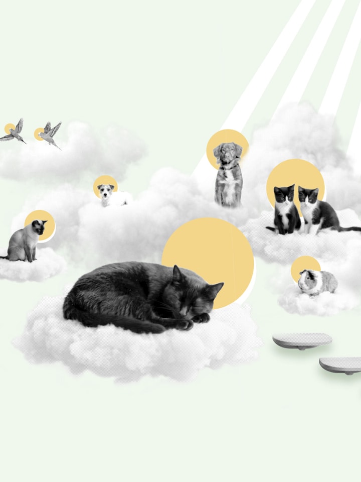 Wolken, auf denen Haustiere sitzen, die einen Heiligenschein tragen. Wenn die Kräfte schwinden, steht eine schmerzhafte Frage im Raum: Darf man sein Tier erlösen – und wann muss man es sogar?
