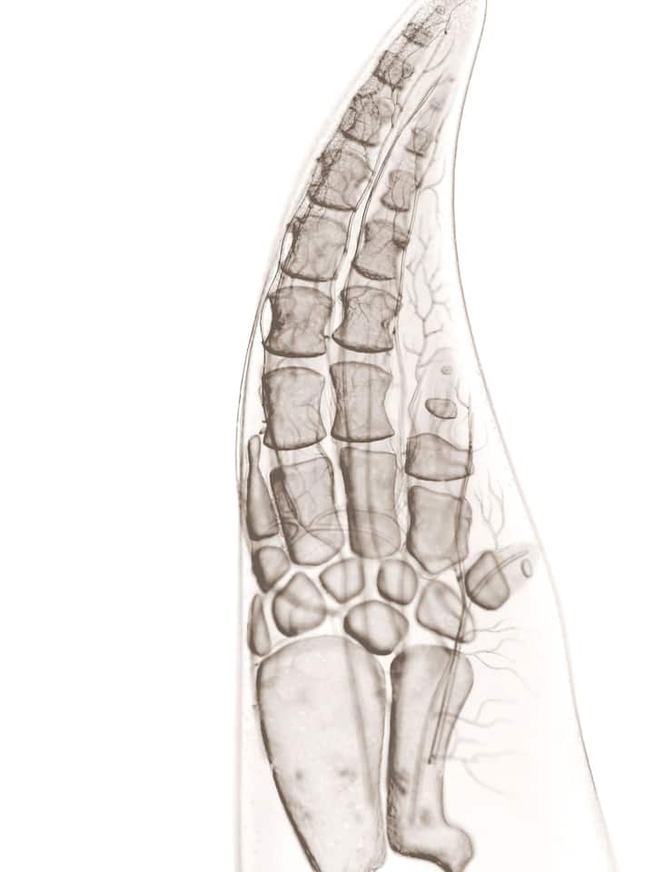 Von der Flosse zur Hand