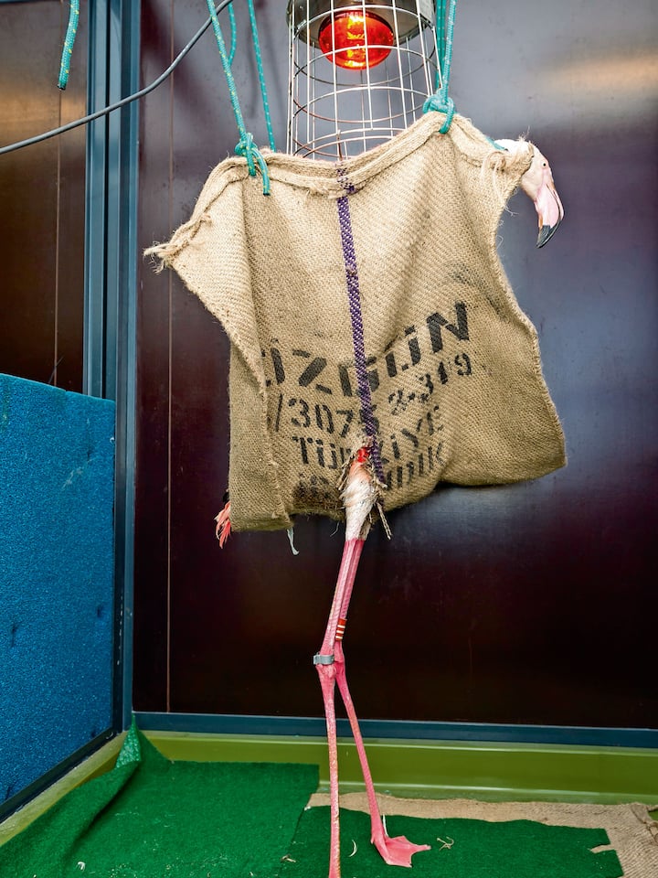 Die Trickkiste des Zootierarztes