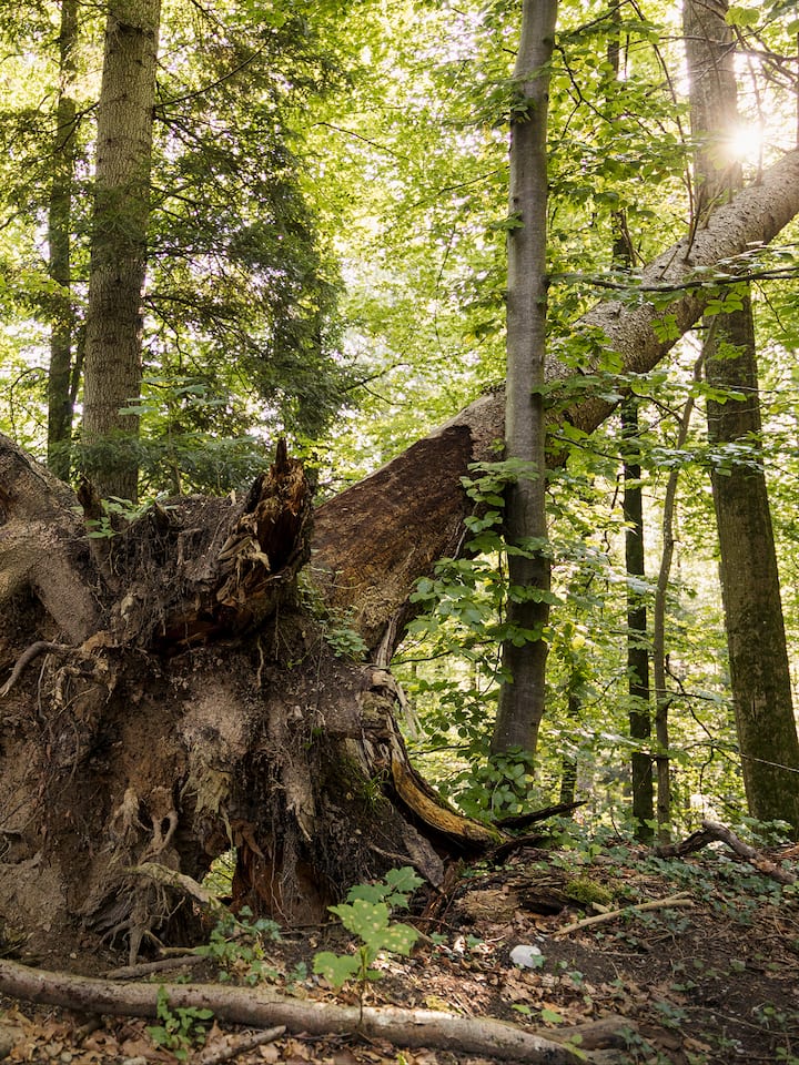 Totes Holz im Sihlwald