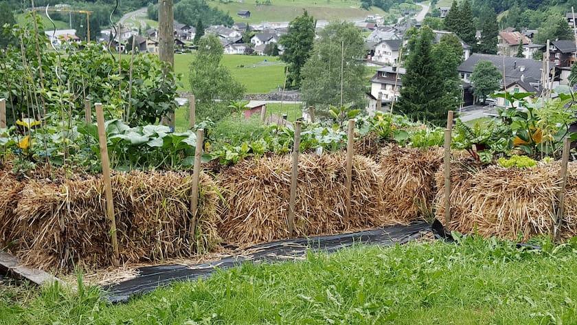 Reiche Ernte mit Strohballen statt Erde Wie man im Garten mehr Ertrag