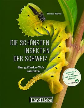 Die schönsten Insekten der Schweiz