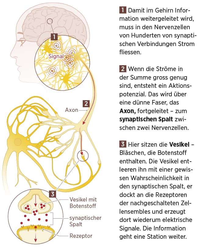 So wird im Gehirn kommuniziert
