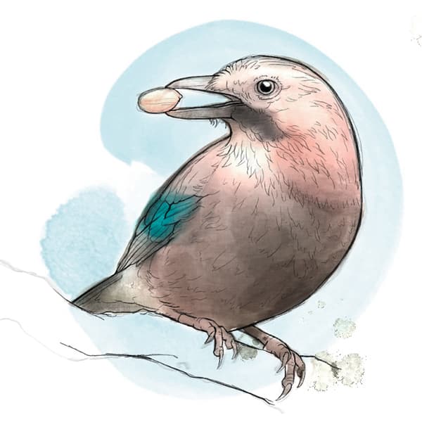 Illustration: Eichelhäher