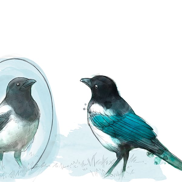 Illustration: Elster