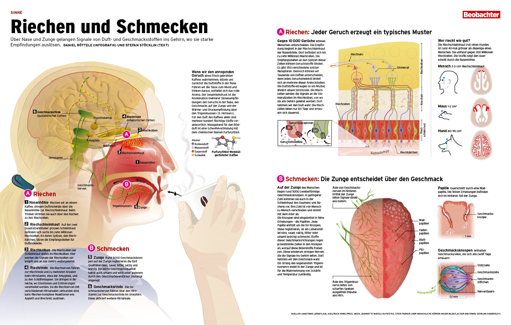 Infografik zu Geruch