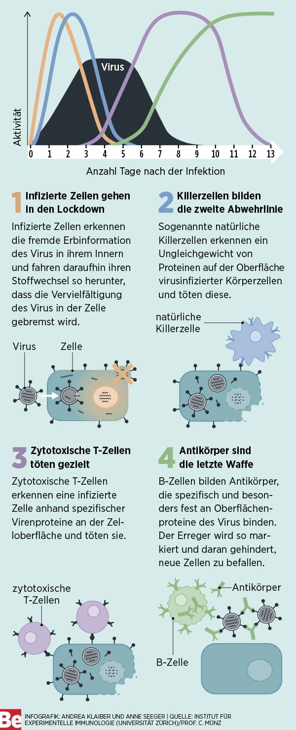 Infografik Wellen der Immunantwort