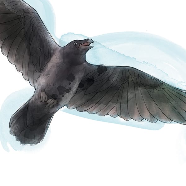 Illustration: Kolkrabe