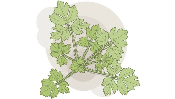 Kriechender Hahnenfuss