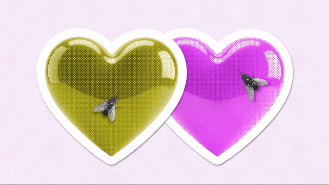 Beobachter Schöner scheiden: Zwei Herzen mit Fliegen