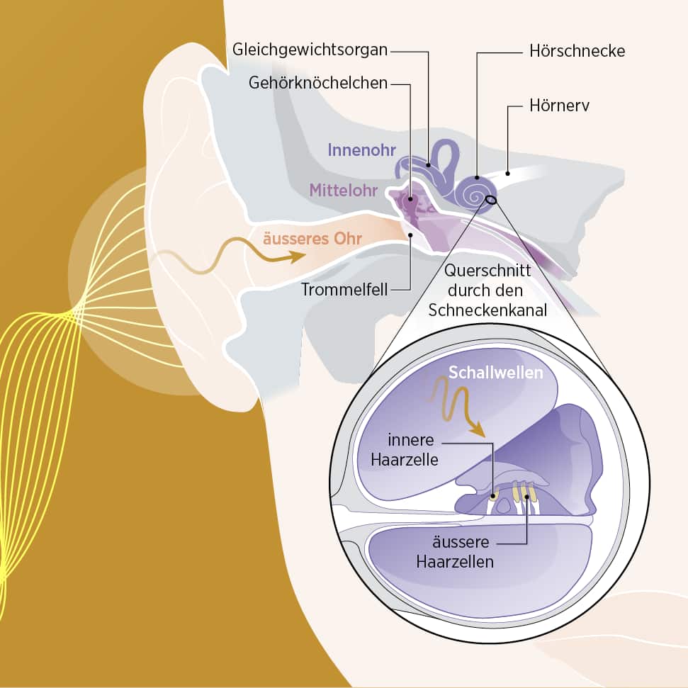 Illustration, wie Schallwellen das Gehör erreichen