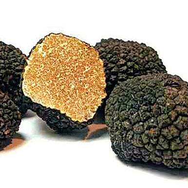 Sommertrüffel (Tuber aestivum)