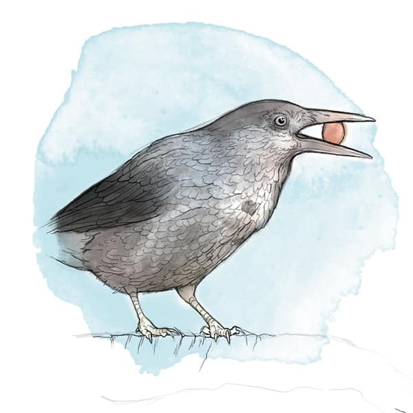 Illustration: Tannenhäher