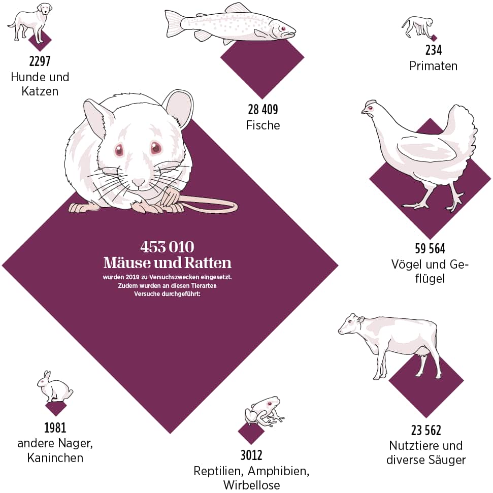 An welchen Tierarten die meisten Tierversuche durchgeführt werden