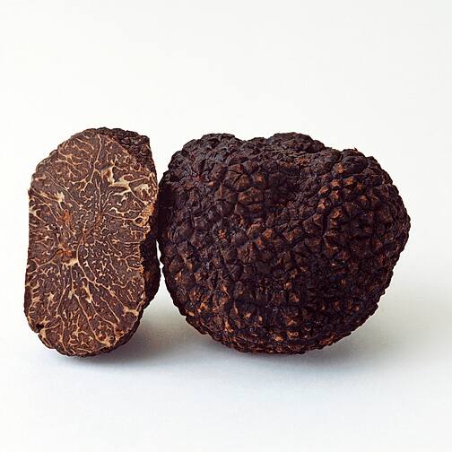 Wintertrüffel (Tuber brumale)